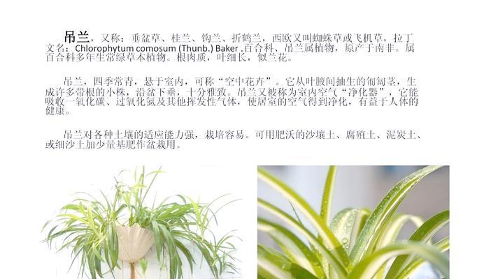 如何让吊兰在北方安全度过冬季？（北方吊兰冬季保护与养护技巧）-第3张图片-绿意生活