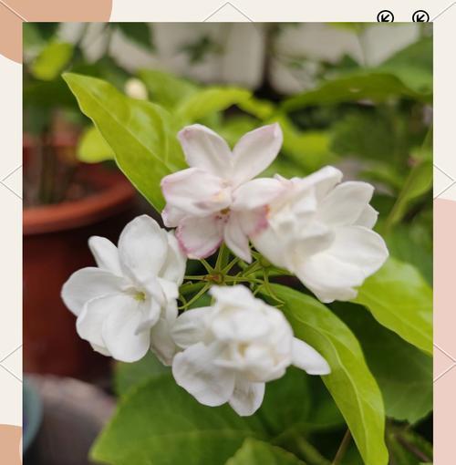 如何在北方冬天养护茉莉花-第2张图片-绿意生活