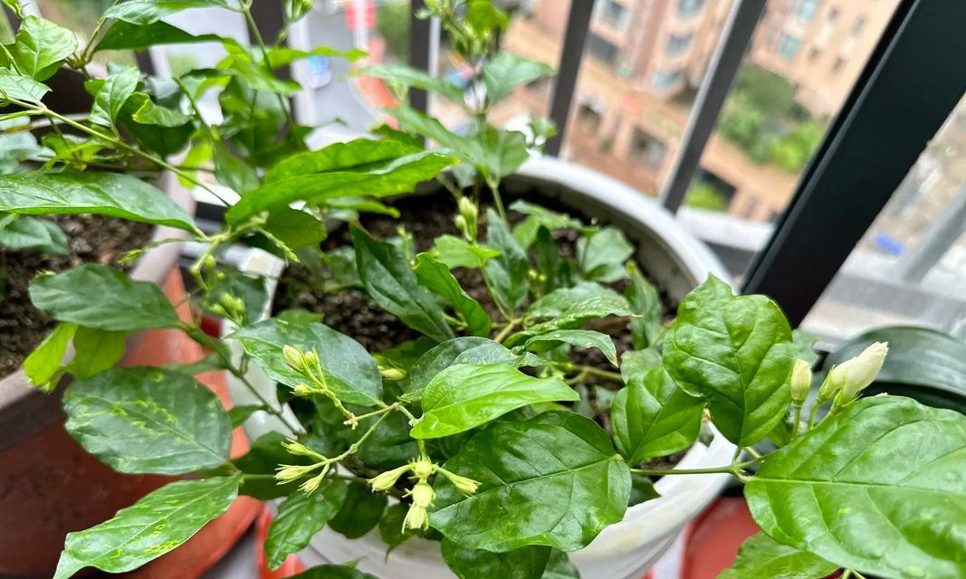 如何在北方冬天养护茉莉花-第1张图片-绿意生活