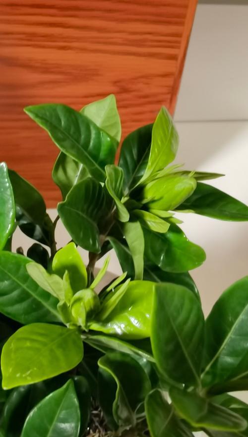 栀子之美——探索栀子的魅力与用途（从花瓣到茶叶，栀子在我们生活中的多重身份）-第2张图片-绿意生活