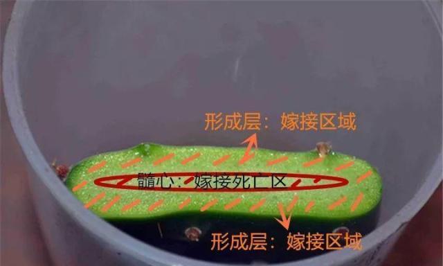宝塔竹叶子发黄的修剪方法（保持宝塔竹叶子翠绿的秘诀）-第2张图片-绿意生活