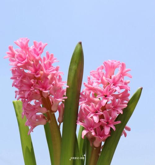 风信子花的色彩多样性（探究风信子花的多彩世界）-第2张图片-绿意生活