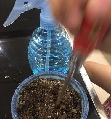 花盆里的种子（逐梦之旅的开始与经历）-第3张图片-绿意生活