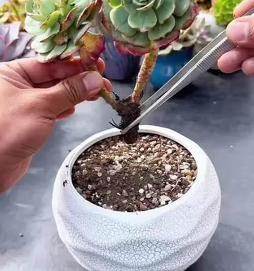 以树根怎么种多肉植物（多肉植物种植技巧与树根的奇妙结合）-第3张图片-绿意生活