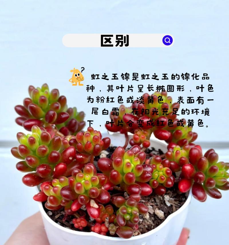 虹之玉的种植技巧——打造多肉植物的瑰丽之作（如何种植虹之玉，让你的多肉植物焕发绚丽光彩）-第1张图片-绿意生活