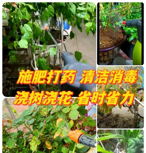 半个月不在家，如何科学浇花（掌握关键技巧，让花草依旧茁壮生长）-第1张图片-绿意生活