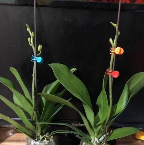 蝴蝶兰的栽培与沙子种植（如何利用沙子种植蝴蝶兰？）-第1张图片-绿意生活