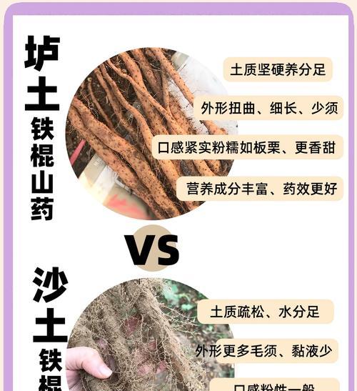 以花盆种植山药的方法与技巧（轻松掌握山药种植，打造私家山药园）-第2张图片-绿意生活