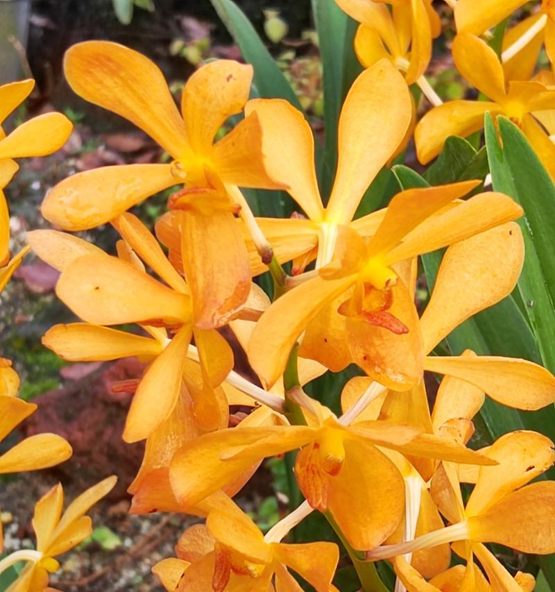 胡姬花——缅甸的国花（美丽与神秘的象征）-第1张图片-绿意生活