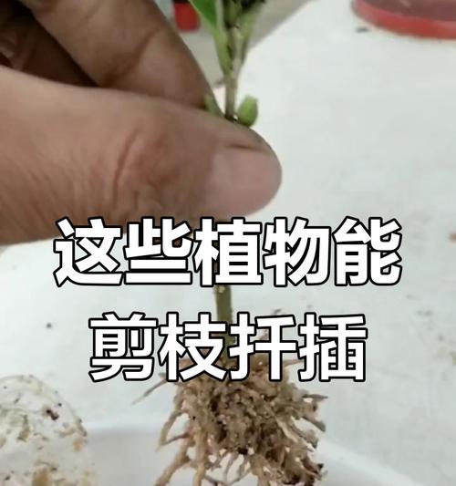 茶花枝条生根的方法与技巧（培育健康茶花新苗的秘诀）-第2张图片-绿意生活