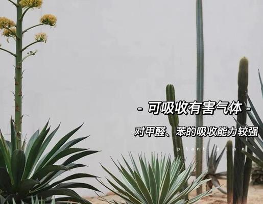 龙蛇兰花的养护技巧（打造迷人的龙蛇兰花园，让花香弥漫家中）-第1张图片-绿意生活