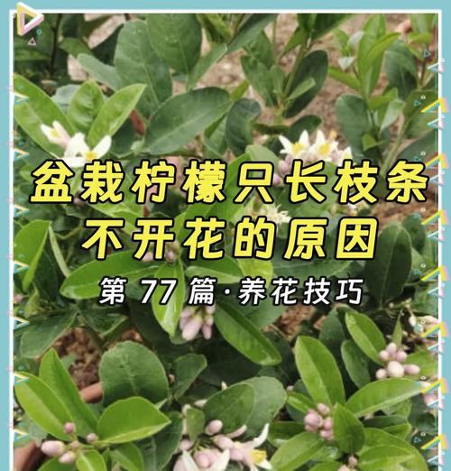 柠檬叶子枯黄的处理方法（如何挽救柠檬树叶子枯黄的情况）-第3张图片-绿意生活
