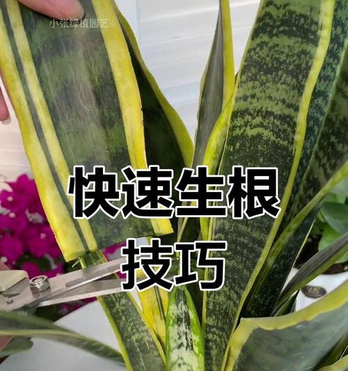如何防治虎皮兰根腐烂（教你有效地护理虎皮兰，远离根腐烂困扰）-第1张图片-绿意生活