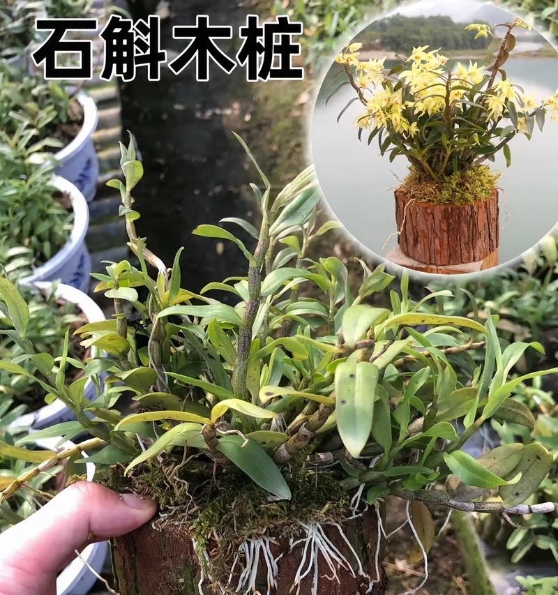 树桩夏天发芽的处理方法（探索如何有效地处理夏天发芽的树桩问题）-第3张图片-绿意生活