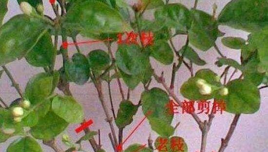 桅子花枝的养护指南（让您的桅子花枝焕发绚丽生机）-第2张图片-绿意生活