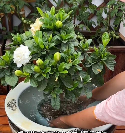 桅子花枝的养护指南（让您的桅子花枝焕发绚丽生机）-第3张图片-绿意生活