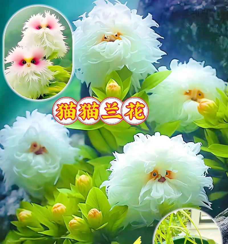 兰花开花时间与开花次数的探究（一年之中兰花开几次花？什么时候能看到它的美？）-第2张图片-绿意生活