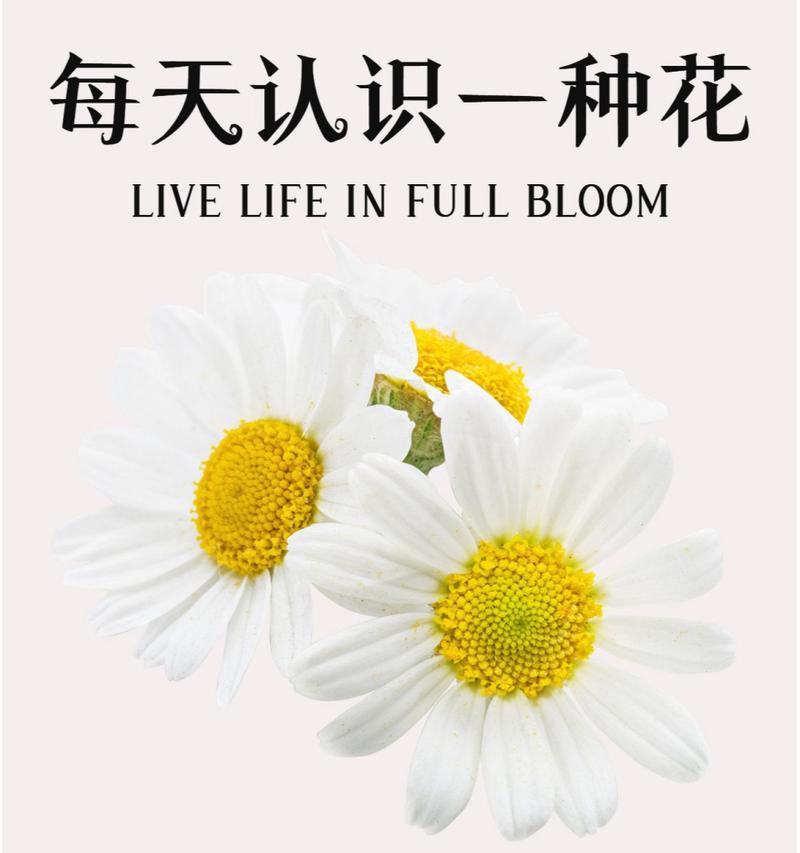 探寻雏菊的象征意义（花中的微妙感悟）-第2张图片-绿意生活