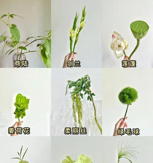 商陆怎么养护（养护技巧、日常管理与疾病防治指南）-第3张图片-绿意生活