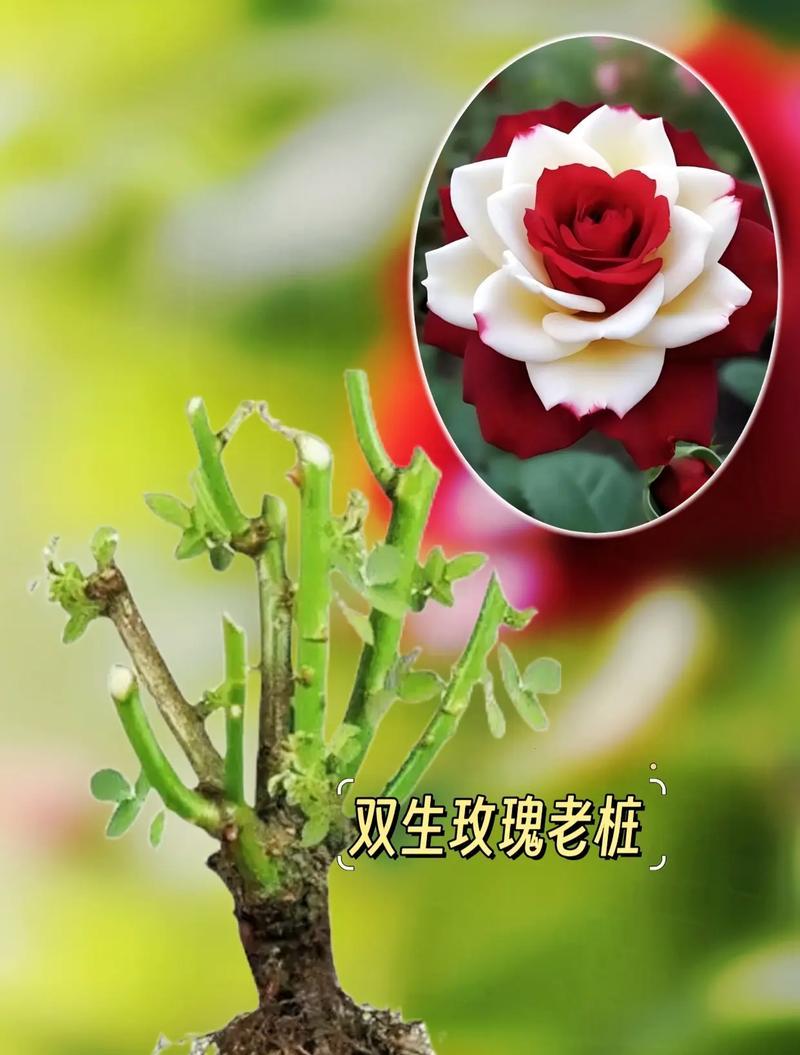玫瑰花的种植与养护指南（从选址到繁殖，一步步教你打造美丽的玫瑰花园）-第1张图片-绿意生活