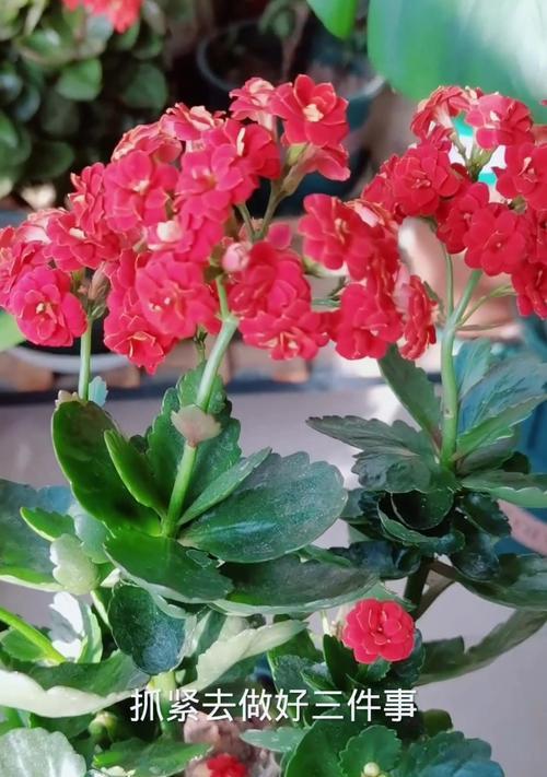 长寿花长成树了不开花怎么办？（解决长寿花长成树却不开花的问题）-第1张图片-绿意生活
