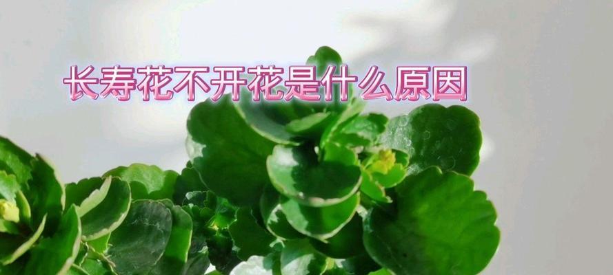 长寿花长成树了不开花怎么办？（解决长寿花长成树却不开花的问题）-第3张图片-绿意生活