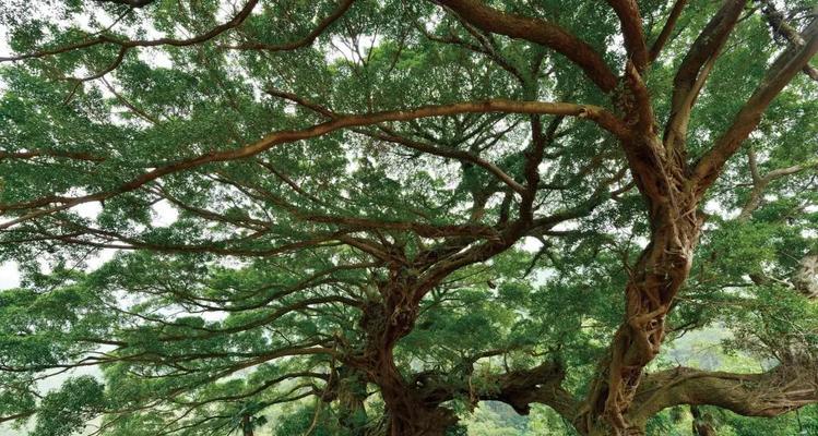 河边适合种什么树（提高环境质量的最佳选择）-第2张图片-绿意生活