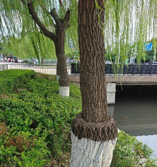 河边适合种什么树（提高环境质量的最佳选择）-第3张图片-绿意生活
