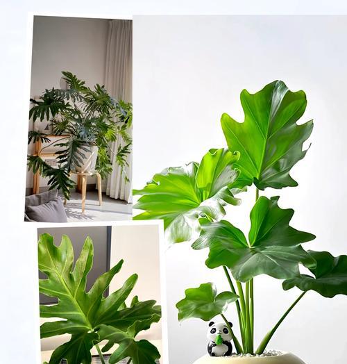 春羽长白色虫子的防治方法（保护作物免受春羽长白色虫子侵害的有效措施）-第2张图片-绿意生活