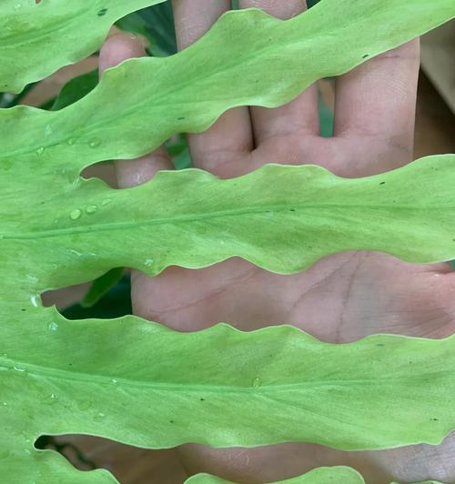 春羽长白色虫子的防治方法（保护作物免受春羽长白色虫子侵害的有效措施）-第3张图片-绿意生活