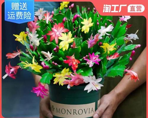 如何正确养护螃蟹爪花（学会掌握适宜的环境和营养，让螃蟹爪花欢快绽放）-第1张图片-绿意生活