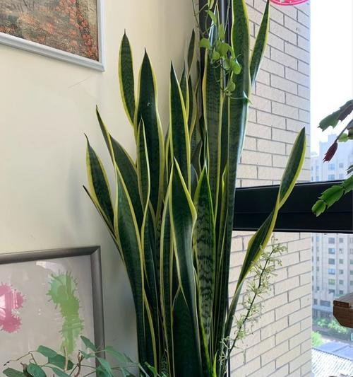 室内大型盆栽如何度过寒冷的冬季（冬季保护和照料大型盆栽的关键技巧）-第1张图片-绿意生活