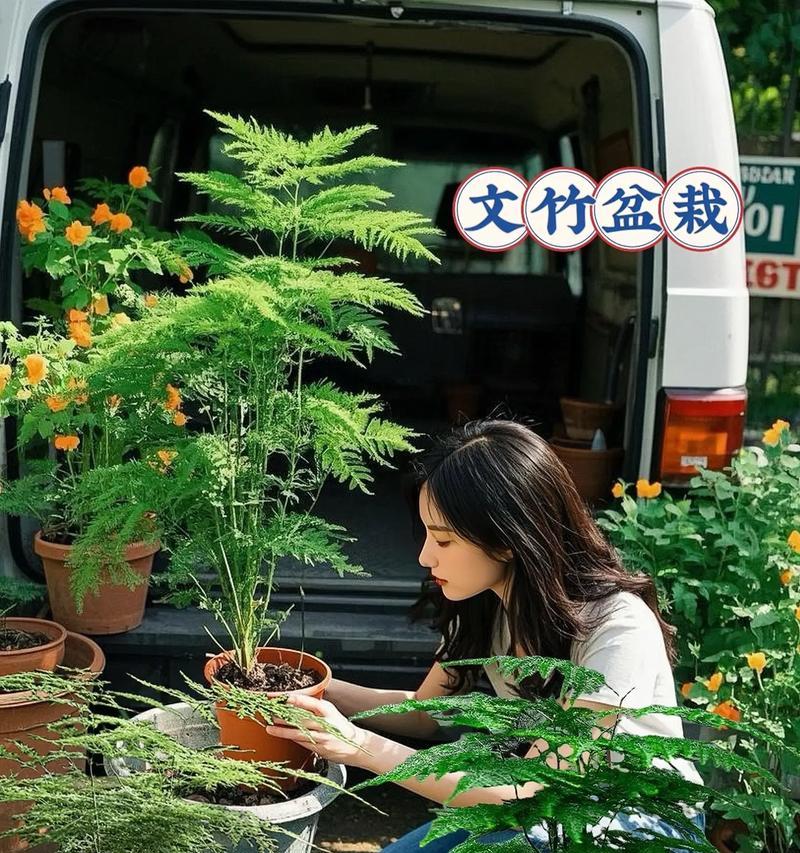 文竹花养护指南-第3张图片-绿意生活