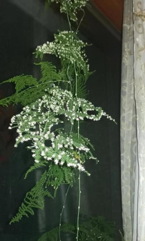 文竹花养护指南-第2张图片-绿意生活