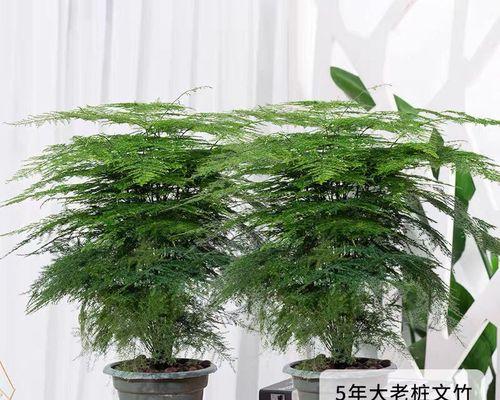 文竹花养护指南-第1张图片-绿意生活
