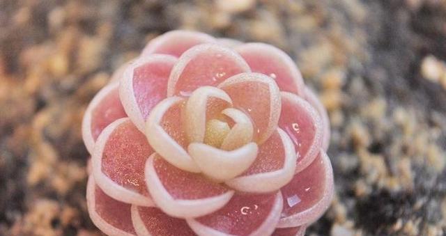 以食虫花的养殖技巧与注意事项（揭秘以食虫花的奇妙世界，助你成功养殖）-第2张图片-绿意生活