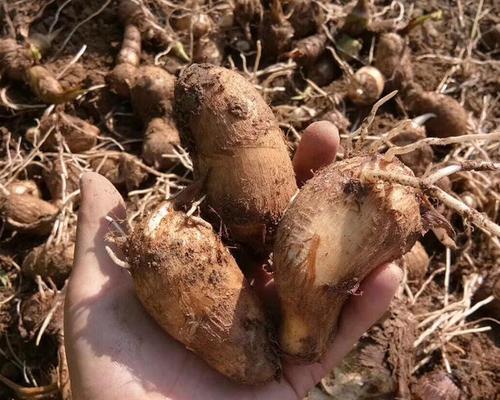 山芋的生长与采摘时间分布（探究山芋的生长规律与最佳采摘时间）-第2张图片-绿意生活