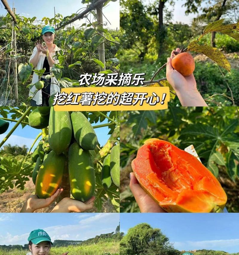 山芋的生长与采摘时间分布（探究山芋的生长规律与最佳采摘时间）-第1张图片-绿意生活