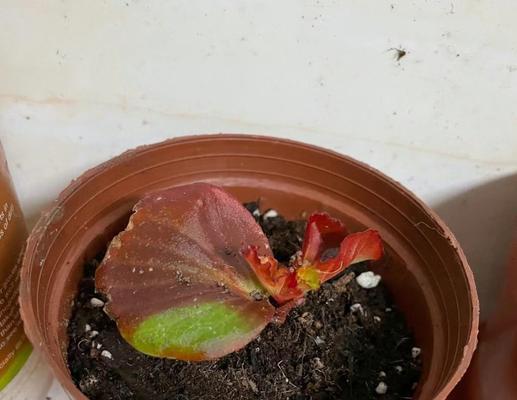 解决海棠花不长叶不长花的方法（挽救海棠花的生长健康）-第1张图片-绿意生活