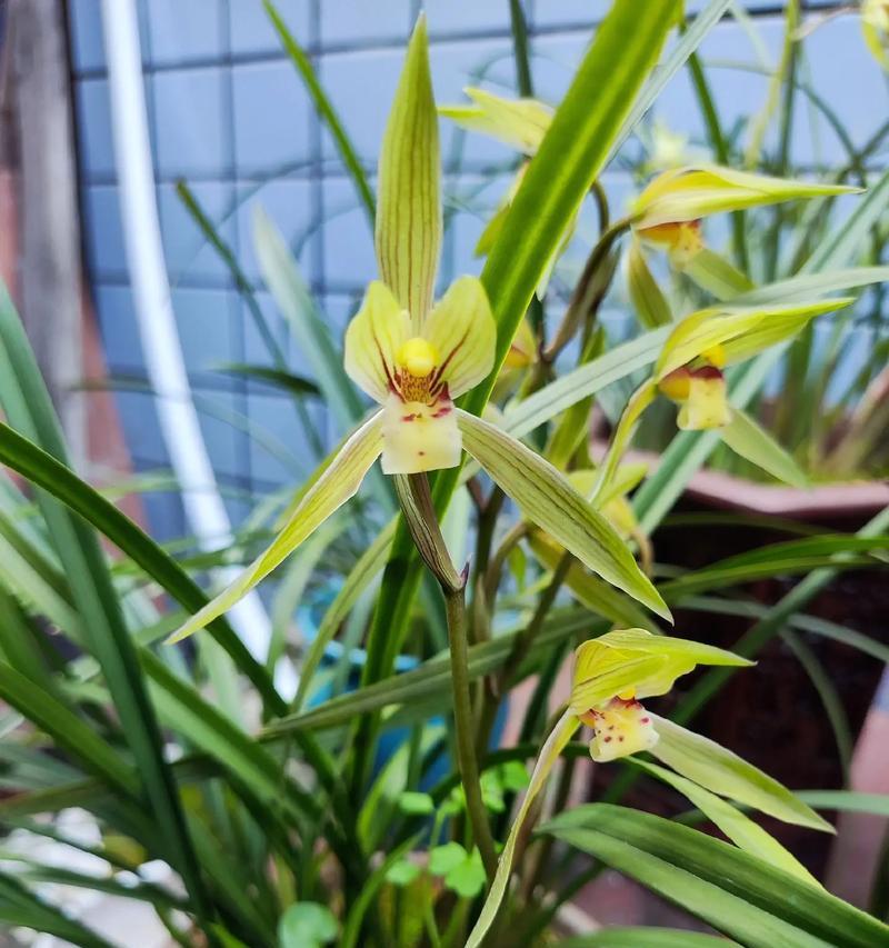 探究兰花品种分类的方法和特征（通过关键特征区分兰花品种，助你成为兰花专家）-第1张图片-绿意生活