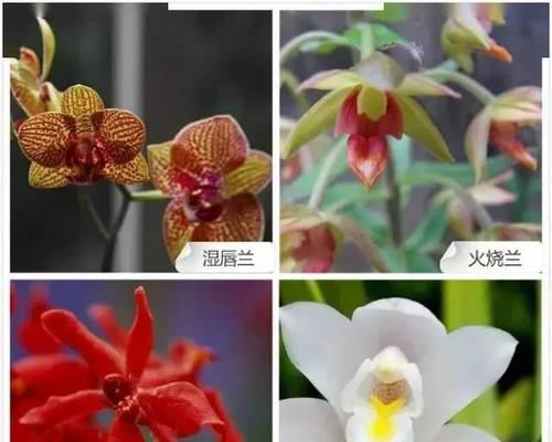 探究兰花品种分类的方法和特征（通过关键特征区分兰花品种，助你成为兰花专家）-第2张图片-绿意生活