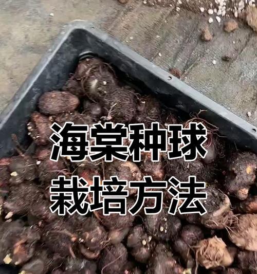 夫妻海棠的养殖方法和注意事项（打造美丽花园，从夫妻海棠开始）-第2张图片-绿意生活