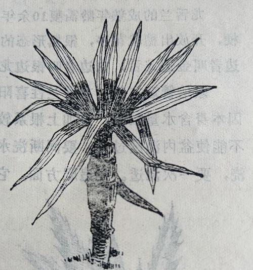 龙舌兰叶子的栽培全指南（从种植到繁殖，一起探索龙舌兰叶子的秘密）-第1张图片-绿意生活