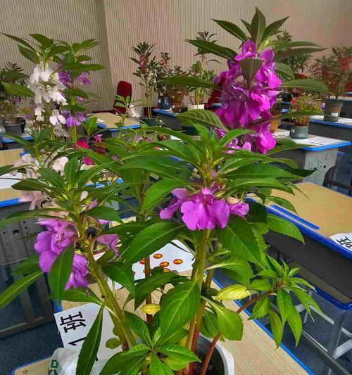 凤仙花养护教程（凤仙花养护技巧与经验分享）-第2张图片-绿意生活