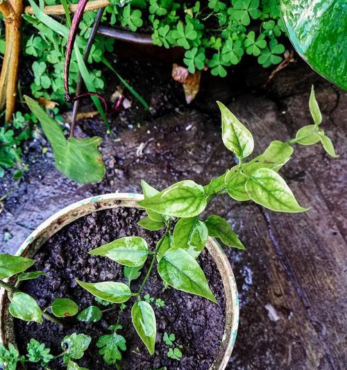 凤仙花养护教程（凤仙花养护技巧与经验分享）-第1张图片-绿意生活