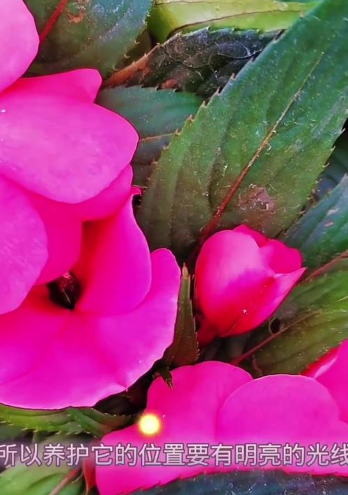 凤仙花养护教程（凤仙花养护技巧与经验分享）-第3张图片-绿意生活