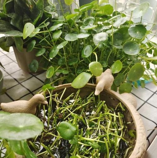 冬天养护铜钱草的绝佳方法（打造健康翠绿的铜钱草，保持室内空气清新）-第1张图片-绿意生活