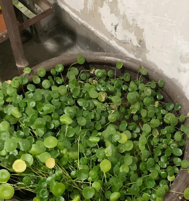 冬天养护铜钱草的绝佳方法（打造健康翠绿的铜钱草，保持室内空气清新）-第3张图片-绿意生活