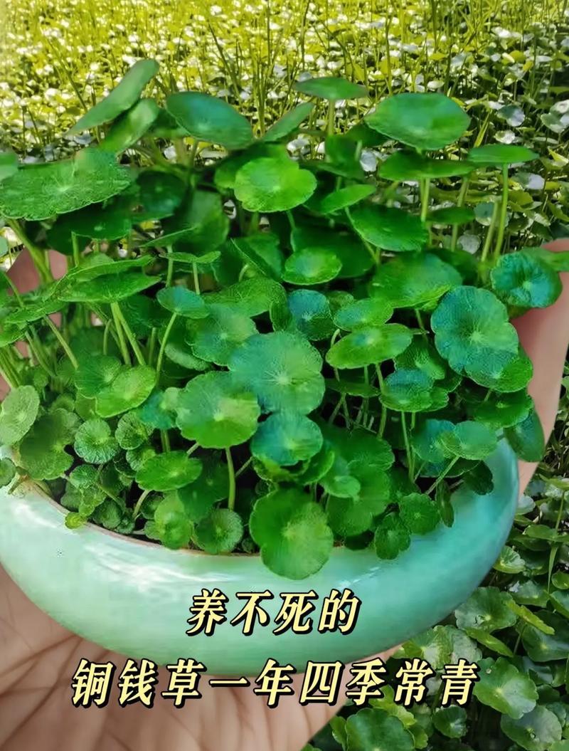 冬天养护铜钱草的绝佳方法（打造健康翠绿的铜钱草，保持室内空气清新）-第2张图片-绿意生活