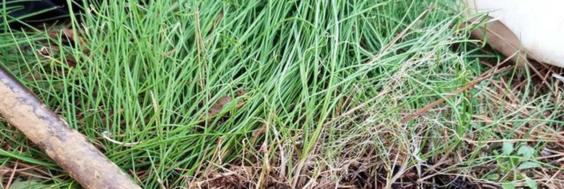 探秘神秘的沙葱植物（揭开沙葱的生长环境、特点与应用）-第1张图片-绿意生活